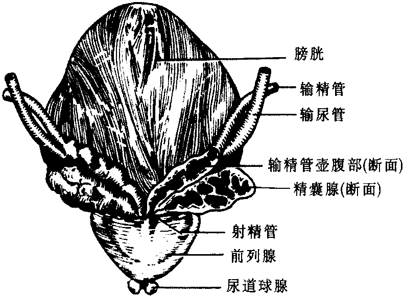 精囊腺解剖